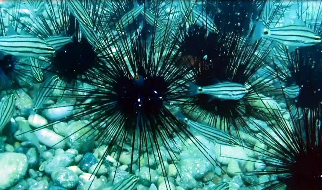 Alparslan ÇINAR/ANTALYA, – ANTALYA Körfezi’nde geçen yıla kadar popülasyonu hızla