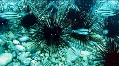 Alparslan ÇINAR/ANTALYA, – ANTALYA Körfezi’nde geçen yıla kadar popülasyonu hızla