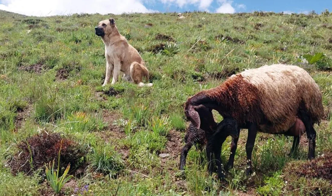 Erzurum’un Karayazı ilçesinde, sürüdeki kayıp çoban köpeği Kral, doğum yapan
