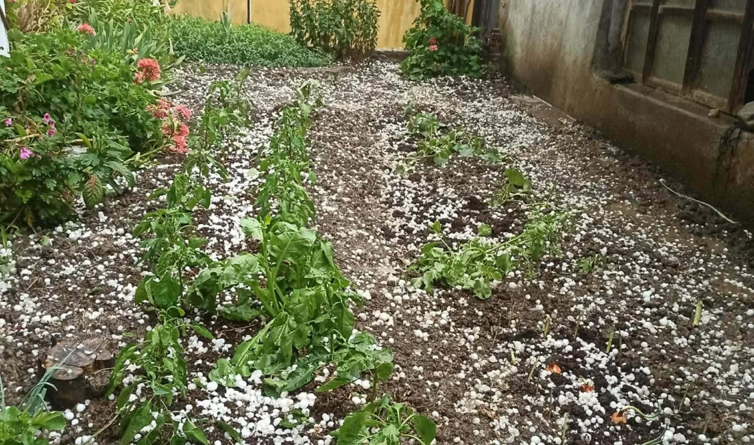 Salihli’de yaşanan şiddetli dolu yağışı nedeniyle tarım arazileri zarar gördü.