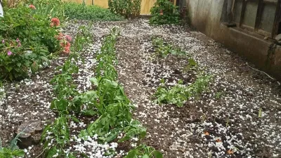 Salihli’de yaşanan şiddetli dolu yağışı nedeniyle tarım arazileri zarar gördü.