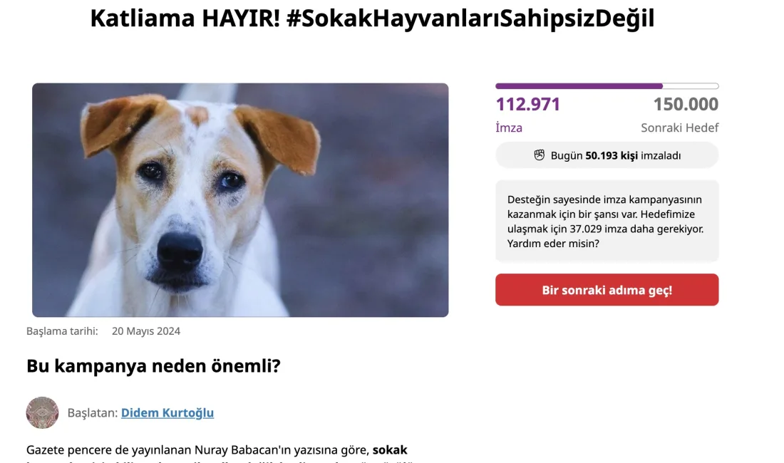 Hayvanseverlerin talebi, sokak hayvanlarının öldürülmesi yerine kısırlaştırma seferberliği başlatılması ve
