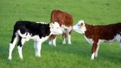 Tarım ve Orman Bakanlığı tarafından büyükbaş hayvan yetiştiricilerine yönelik 2023