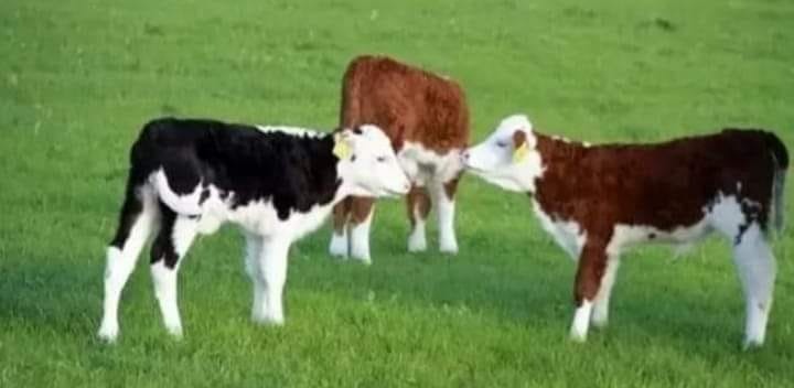 Tarım ve Orman Bakanlığı tarafından büyükbaş hayvan yetiştiricilerine yönelik 2023