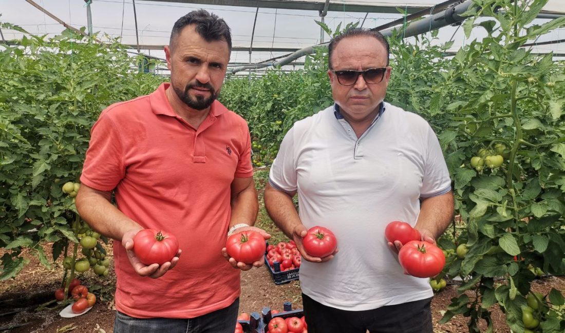 Kahramanmaraş'ta örtü altı seralarda beklenen 100 bin ton domates rekoltesi