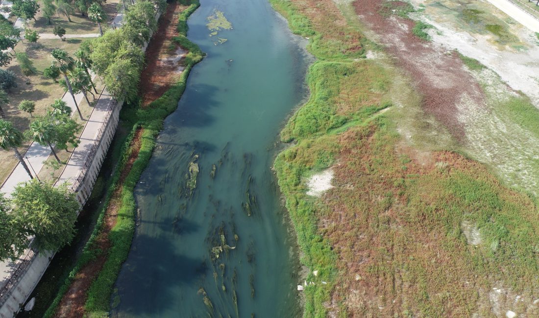 Adana’da Seyhan Nehri, köprü inşaatı nedeniyle suyunun kesilmesi sonucu yosunlarla