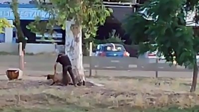 Adana’da bir besici, sürüden ayrılan koyunu tekmeleyerek havaya kaldırdı ve