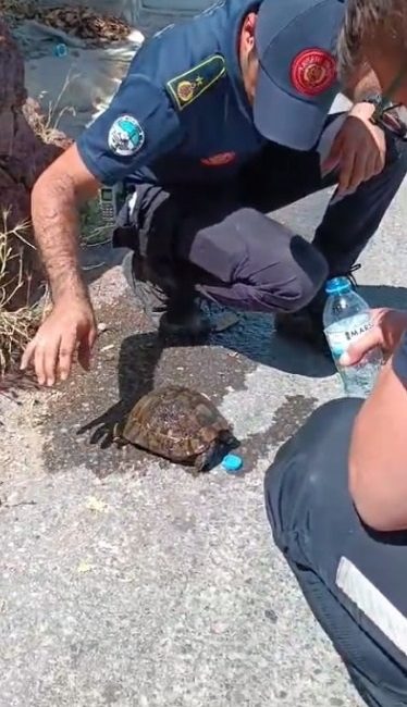 Kaplumbağa, Kayseri’deki yangında kurtarıldı Kayseri’de Melikgazi ilçesinde otluk alanda başlayan