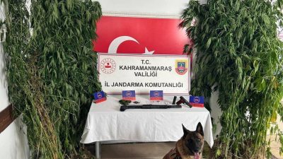 Kahramanmaraş’ta jandarma ekipleri tarafından düzenlenen kenevir operasyonunda iki kişi gözaltına
