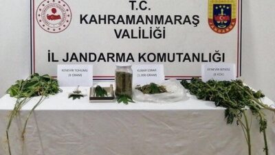 Kahramanmaraş’ta jandarma ekipleri evinin bahçesinde yasa dışı kenevir yetiştiren bir