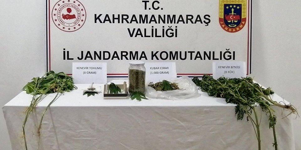 Kahramanmaraş’ta jandarma ekipleri evinin bahçesinde yasa dışı kenevir yetiştiren bir