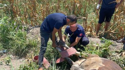 Kadirli’de kanalda mahsur kalan inek Kadirli Belediyesi itfaiye ekipleri ve