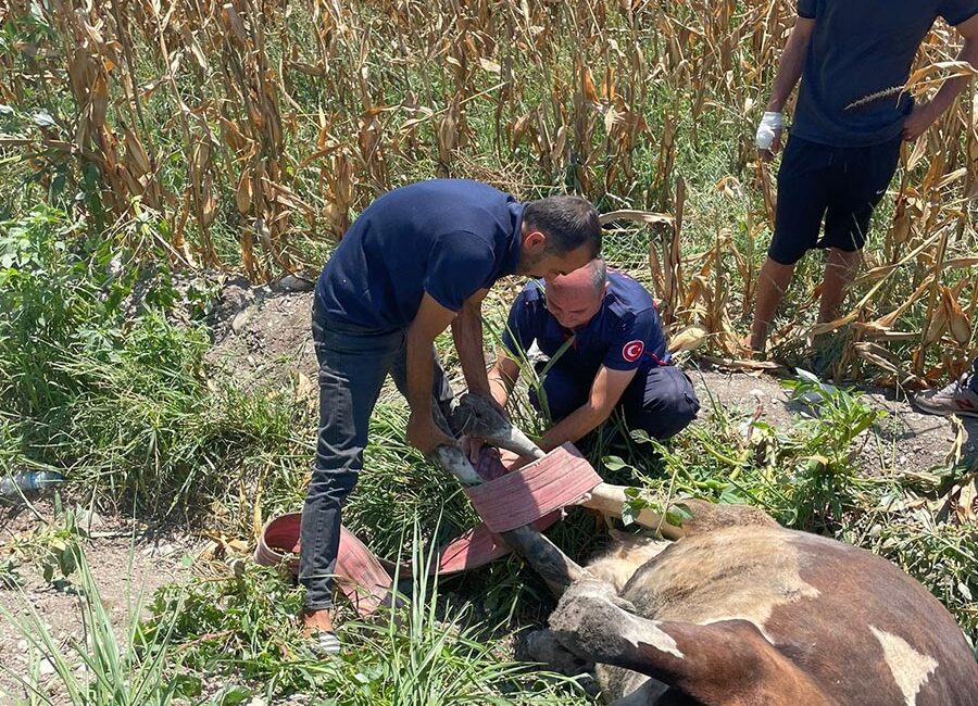Kadirli’de kanalda mahsur kalan inek Kadirli Belediyesi itfaiye ekipleri ve