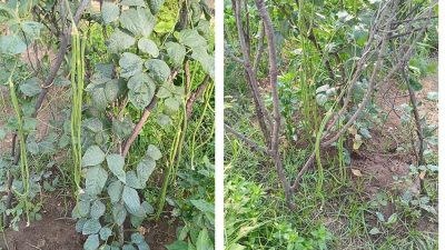 Yok artık bu ne böyle…
90 santim uzunluğundaki fasülye görenleri şaşırtıyor.