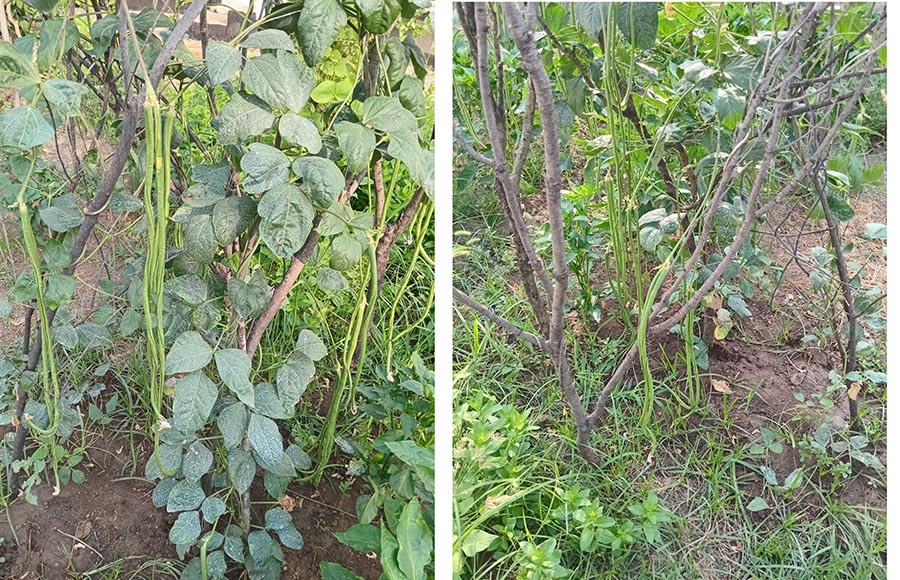 Yok artık bu ne böyle…
90 santim uzunluğundaki fasülye görenleri şaşırtıyor.