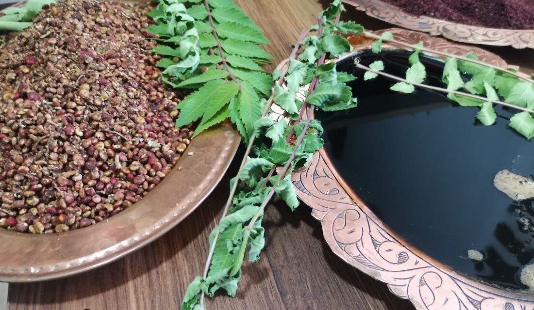 Kahramanmaraş'ta çiftçilere yönelik sumak fidesi üretimi süreci başladı. 