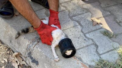 Kahramanmaraş’ın Onikişubat ilçesinde kafası sıkışan bir kedi, itfaiye ekipleri tarafından