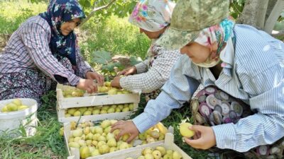 Kahramanmaraş’ta verimsiz ve atıl araziler, coğrafi tescilli yaş Abbas inciri