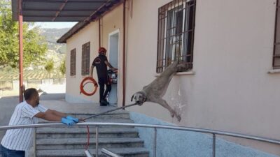 Kahramanmaraş’ta demir korkuluklara sıkışan köpek, itfaiye ekiplerince kurtarıldı.
