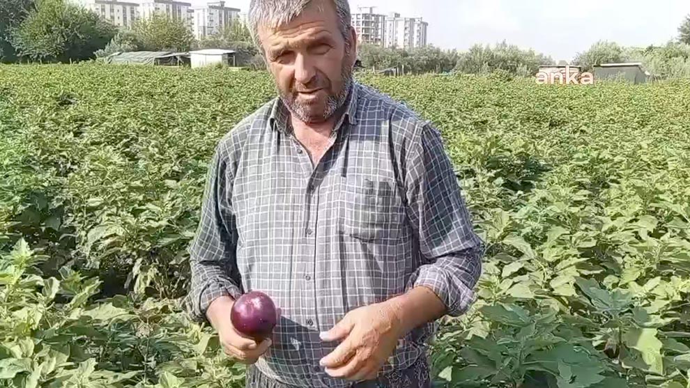 Osmaniye’nin Kadirli ilçesinde patlıcan üreticisi ürünlerini satamadığı için tarlada kaldı.