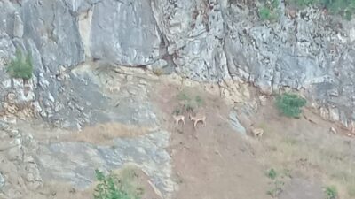 Kahramanmaraş’ın Andırın İlçesi Azgıt kalesi civarında Yabani dağ Keçileri görüldü.
