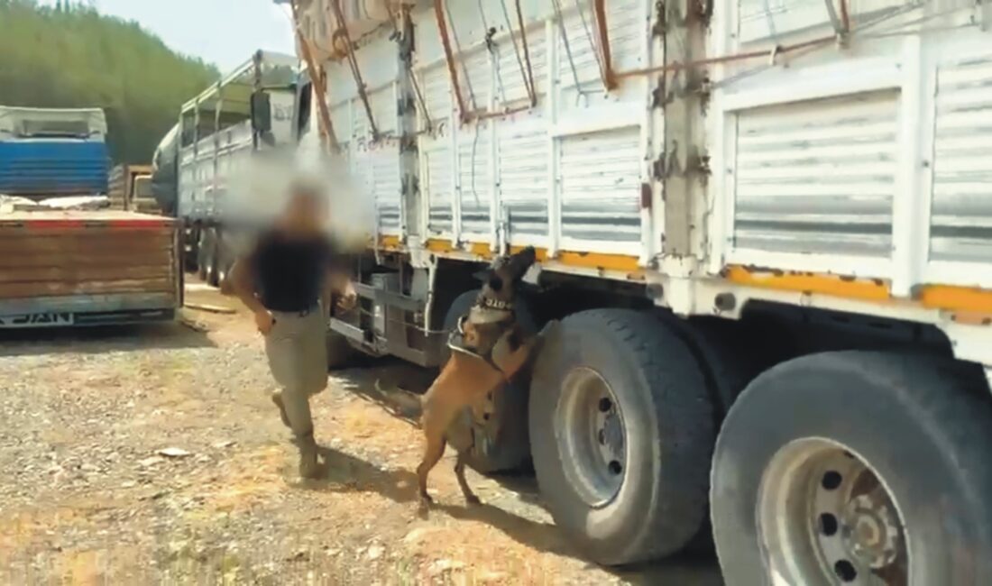 Osmaniye’de yapılan bir operasyonda, kamyondaki saman çuvallarında gizlenmiş 57 kilo