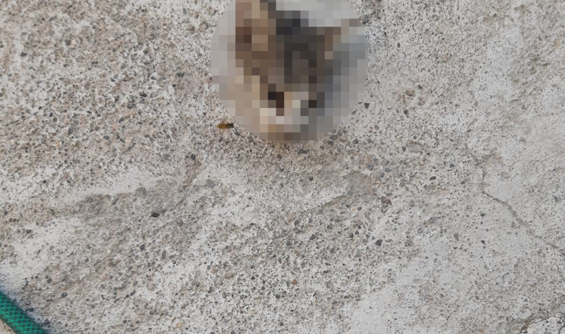 Kayseri’nin Hacılar ilçesinde, kafası kesilmiş bir yavru kedinin bulunduğu bildirildi.
