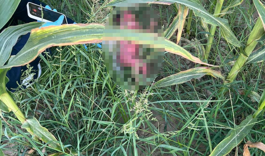 DÜZİÇİ’de şok edici bir olay meydana geldi. Mısır tarlasında terkedilmiş