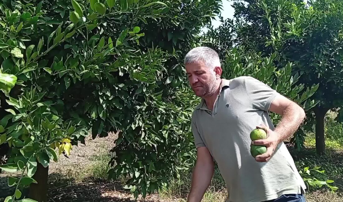 Osmaniye’nin Kadirli ilçesinde mandalina üreten çiftçi, mandalinanın dalında geçen seneki