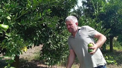 Osmaniye’nin Kadirli ilçesinde mandalina üreten çiftçi, mandalinanın dalında geçen seneki