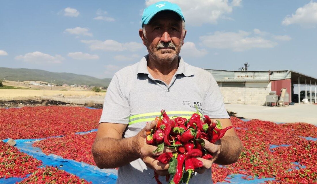 Kahramanmaraş’ta tescilli acı biberin sofralara tatlı yolculuğu başladı. 