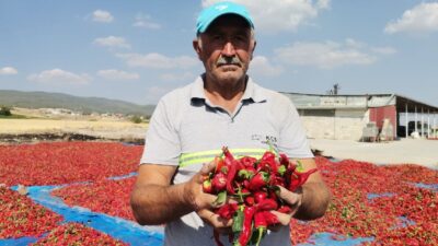Kahramanmaraş’ta tescilli acı biberin sofralara tatlı yolculuğu başladı. 