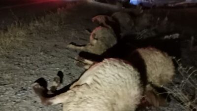 Kahramanmaraş'ın Elbistan ilçesinde bir otomobilin koyun sürüsüne çarpması sonucu 7