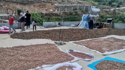 Kahramanmaraş’ın Onikişubat ilçesine bağlı Kalekaya Mahallesi, fındık üretiminde Karadeniz bölgesini