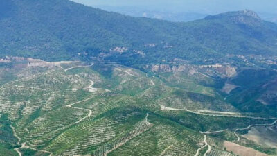 Kadirli’de 2021 yılının Temmuz ayında çıkan orman yangını, 3 bin