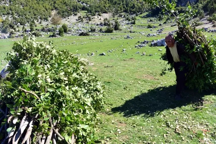 Kahramanmaraş’ın Andırın ilçesinde köylüler, sarp kayalıklarda defne hasadı yaparak aile