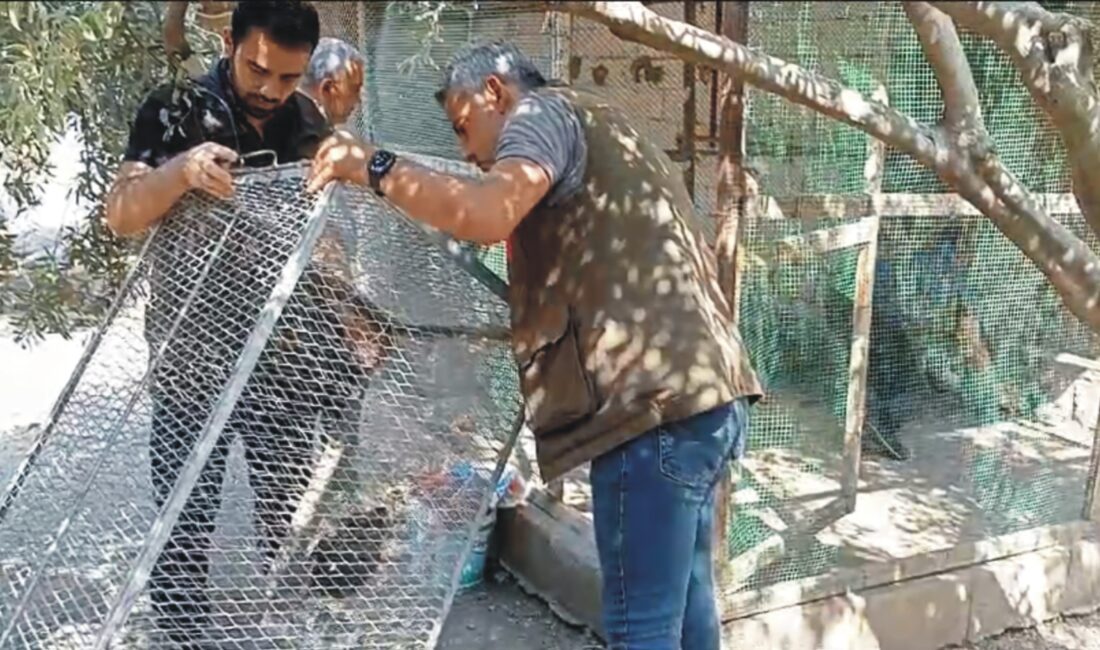 Osmaniye’de izinsiz tavus kuşu üretimi yapan bir şahsa 8 bin