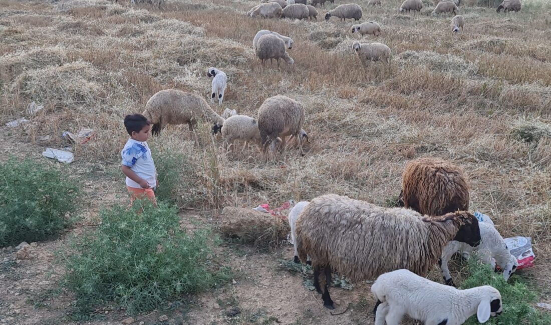 Kadirli ilçesinde mavi dil hastalığının görülmesinin ardından canlı hayvan pazarı