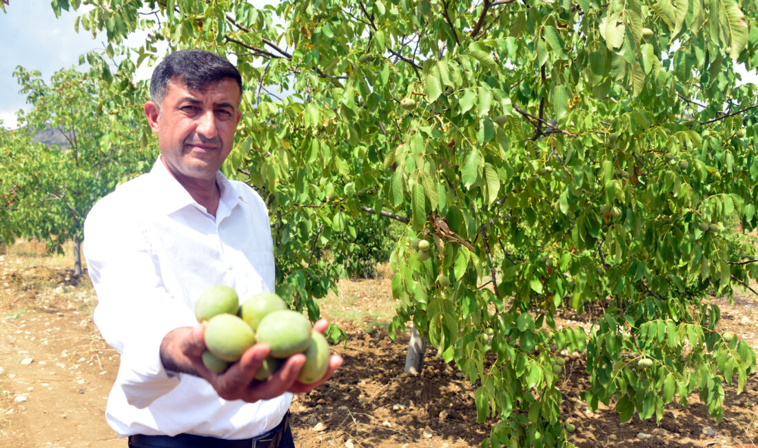 Çağlayancerit bölgesinde yetiştirilen ve ‘Yeşil altın’ olarak bilinen Çağlayancerit cevizinin