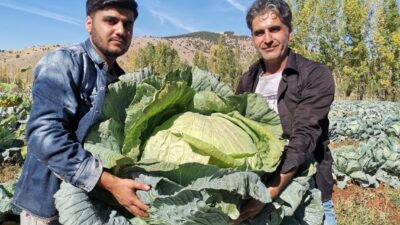 Kahramanmaraş, Türkiye'nin en büyük lahanalarının yetiştirildiği iller arasında öne çıkarken,