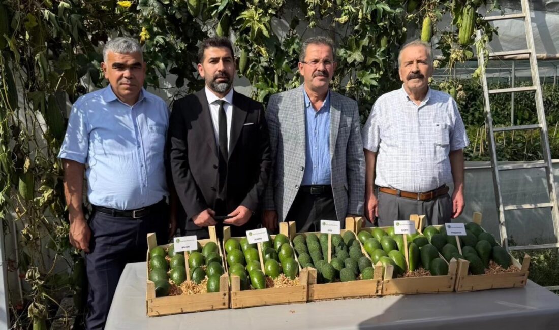 Sumbas’ta avokado hasadı yapıldı. Nasel Tarıma ait Akçataş köyündeki Avokado