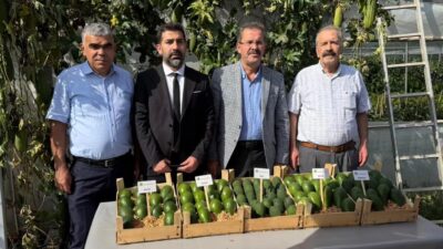 Sumbas’ta avokado hasadı yapıldı. Nasel Tarıma ait Akçataş köyündeki Avokado