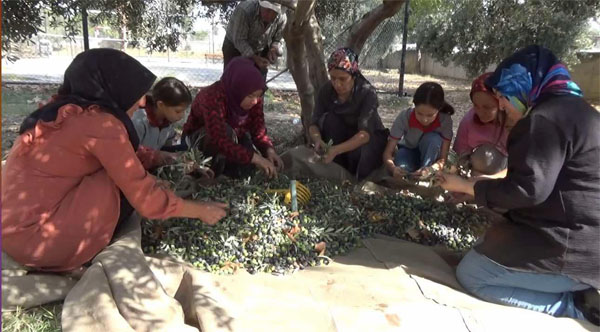 Osmaniye’de okul öğrencileri, okul bahçesindeki zeytinleri hasat etti. Kadirli ilçesinde