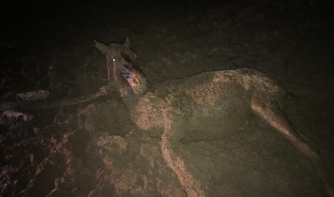 Furkan KAVUKLU/KAYSERİ, -KAYSERİ’nin İncesu ilçesinde bataklıkta çamura saplanan yılkı atı,