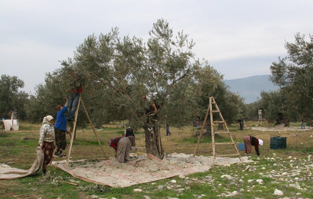 Kadirli ilçesine bağlı Karatepe köyü Hasancıklı mahallesinde zeytin hasadı, çiftçilerin