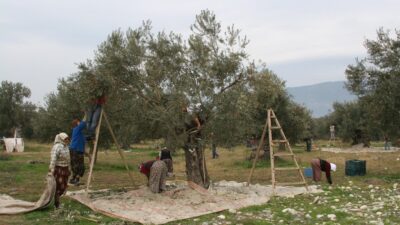 Kadirli ilçesine bağlı Karatepe köyü Hasancıklı mahallesinde zeytin hasadı, çiftçilerin