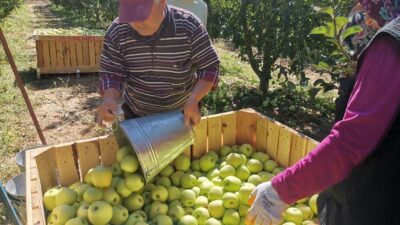 Kahramanmaraş'ın Göksun ve Çağlayancerit ilçelerinde elma hasadı başladı. Bu yıl,