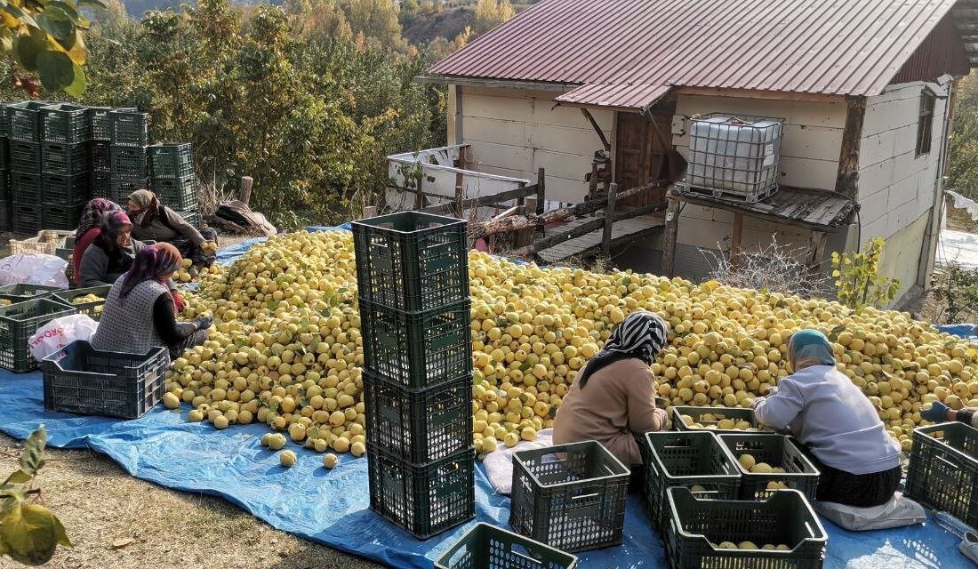 Kahramanmaraş’tan Ortadoğu ve Avrupa ülkelerine yıllık 5 bin ton ayva