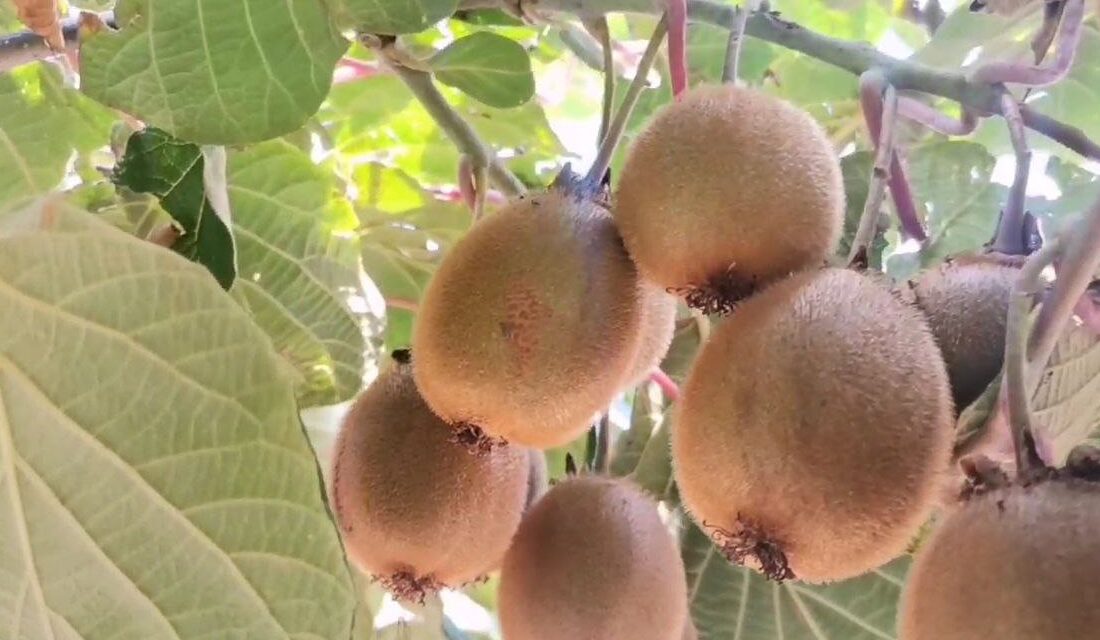 Kahramanmaraş’ta deprem bölgesinde, çiftçiler devletten aldıkları desteklerle kivi üretimine adım