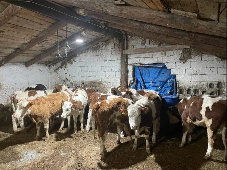 KAYSERİ, -KAYSERİ’de 570 bin TL karşılığında 12 adet büyükbaş alıp,